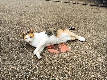 《幻兽帕鲁》PS5版存档丢失 官方回应解决方法