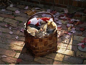 选错阵营可从头再来 《灰区战争》加入注销角色选项